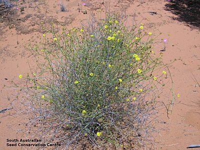 Calotis erinacea plant_3 (Googs Track)